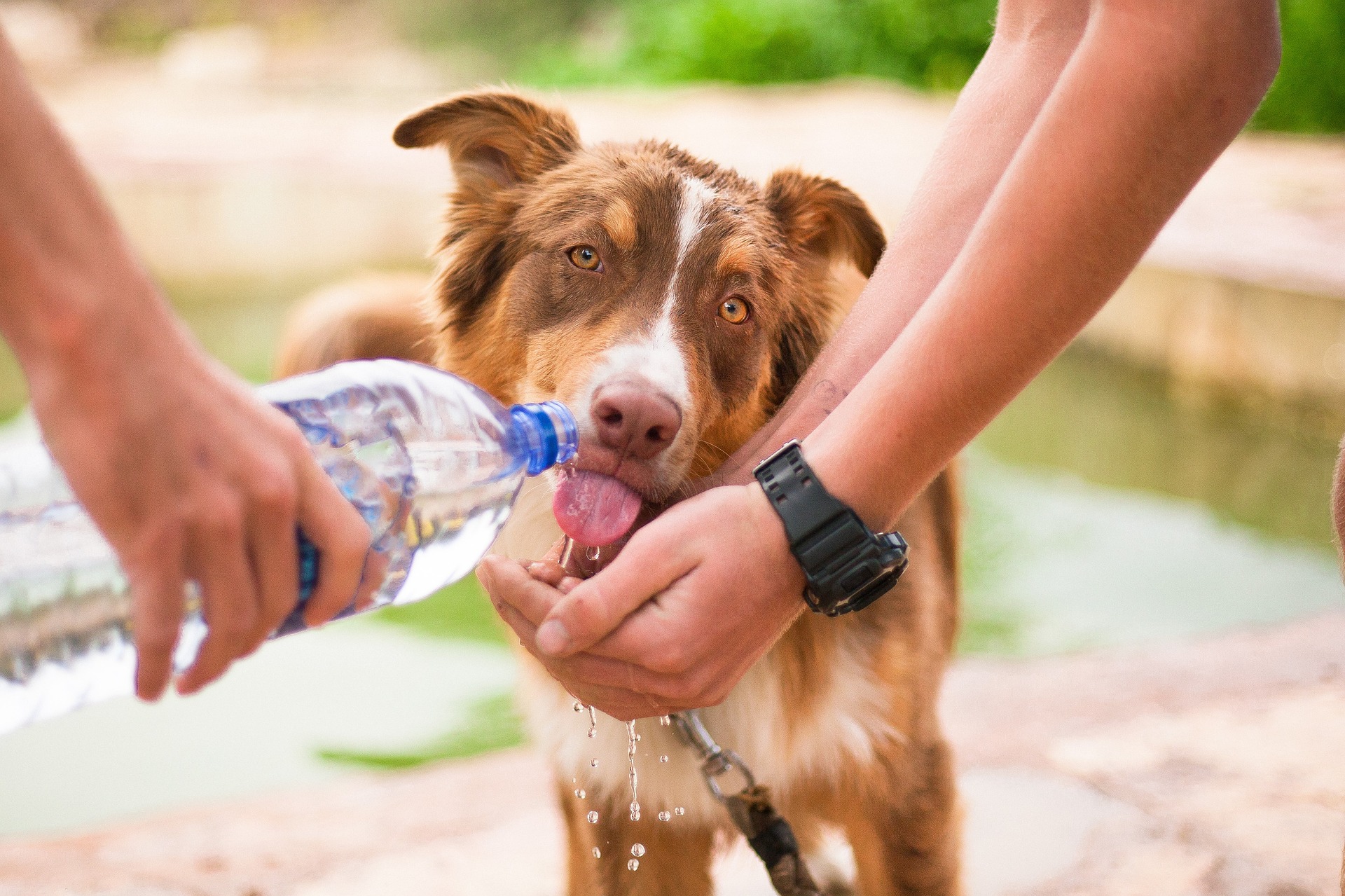 Même s'il y a de l'eau à proximité, emportez toujours une bouteille d'eau pour votre chien.