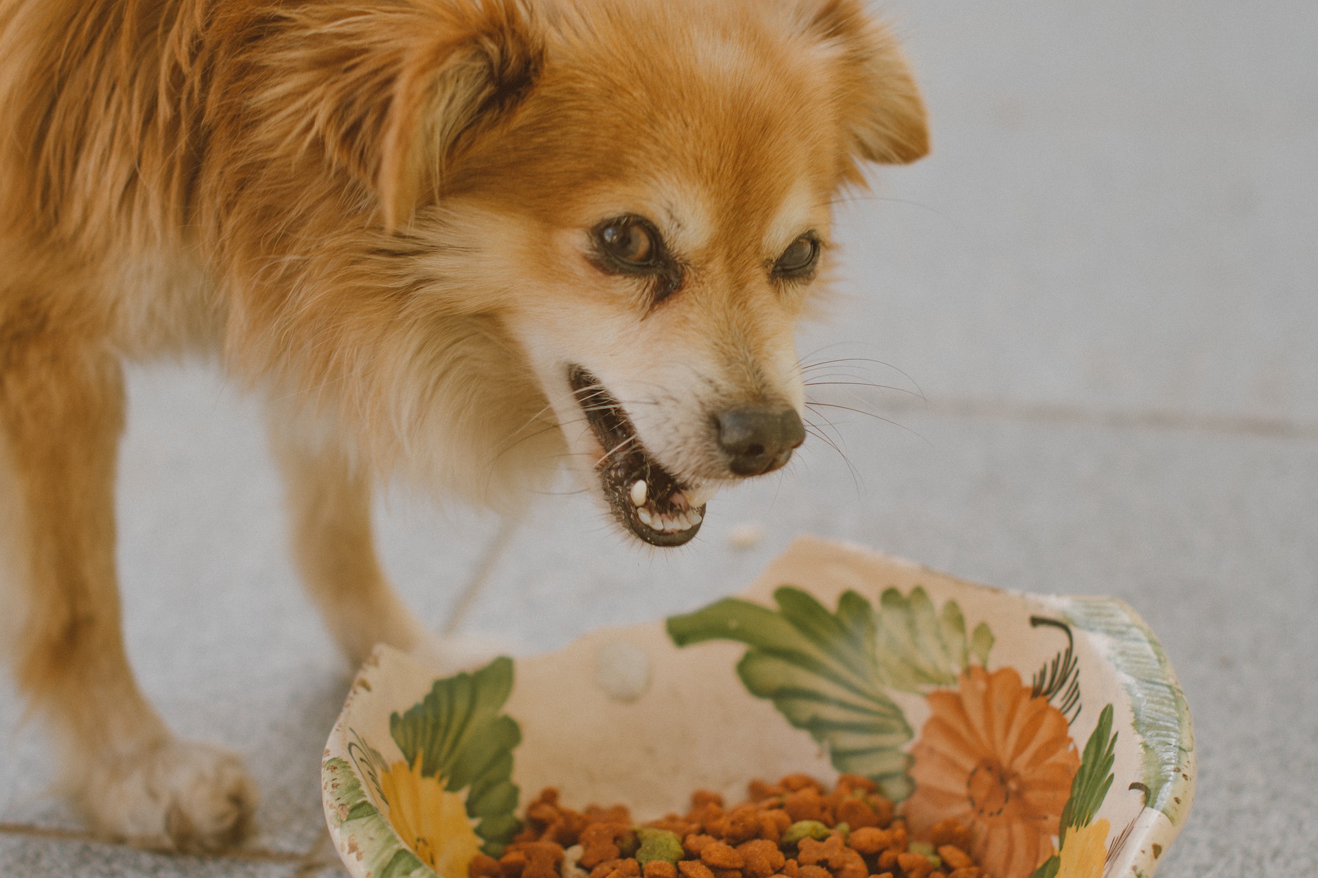 Que sont les produits vétérinaires ? Quelle est la différence entre les alimentions vétérinaires et la nourriture d'entretien ?