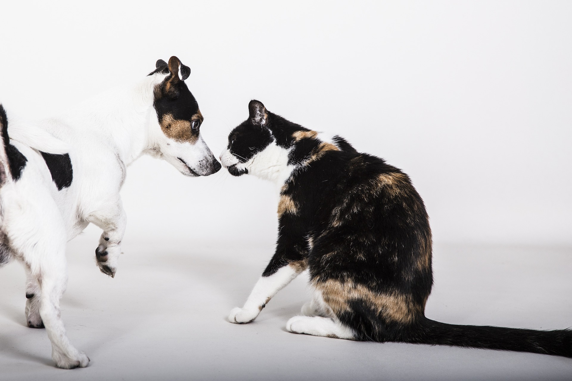 Dans les situations de stress, un chat et un chien peuvent se soutenir mutuellement. Pour cela, une socialisation adéquate entre un chien et un chat est nécessaire.