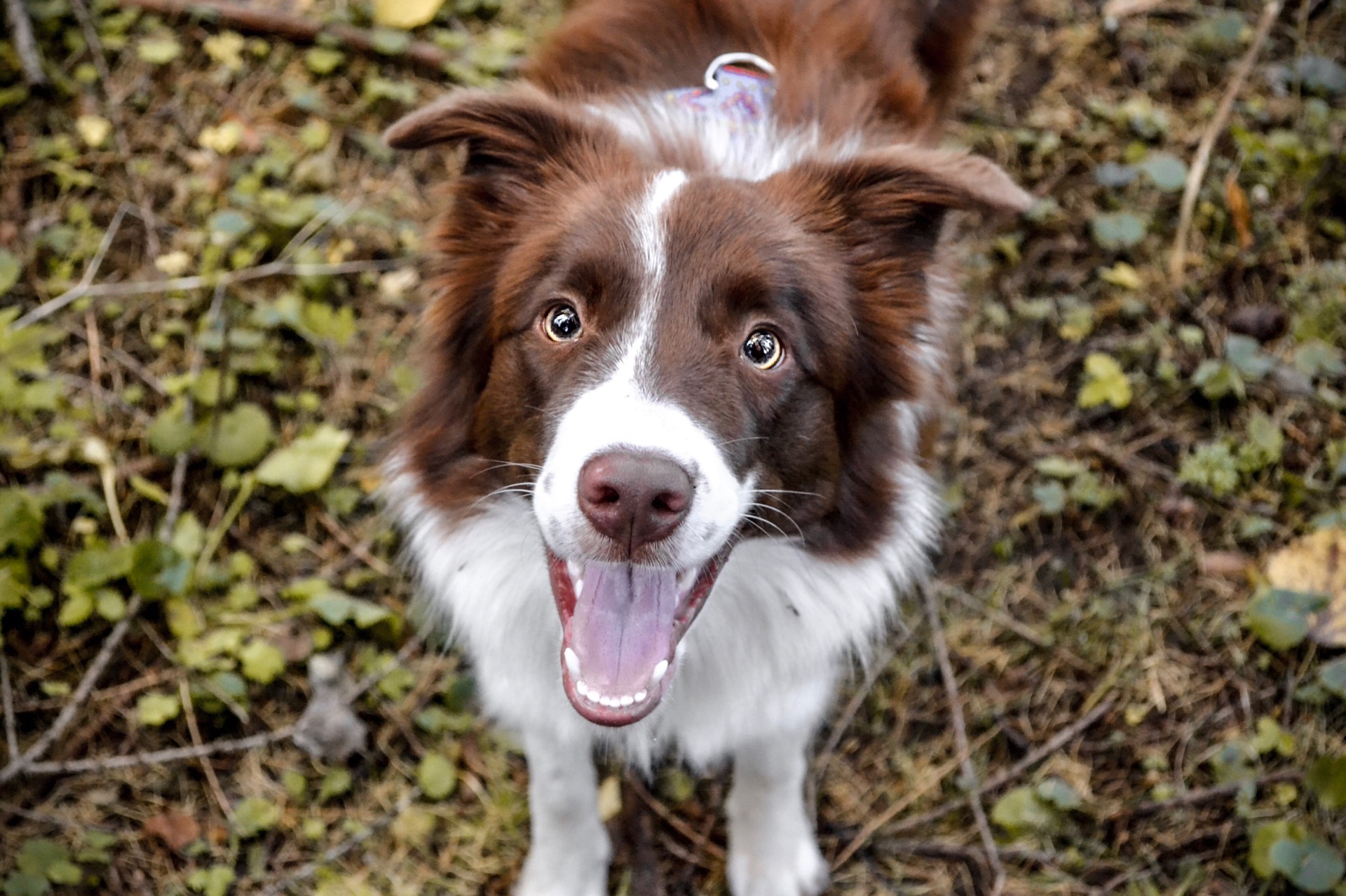Tiques du chien - quelles sont les mesures à prendre pour protéger votre chien des tiques ?