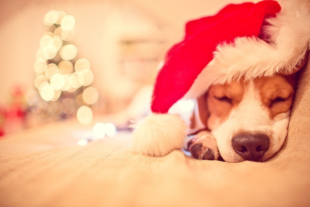un chien avec un chapeau de père Noël