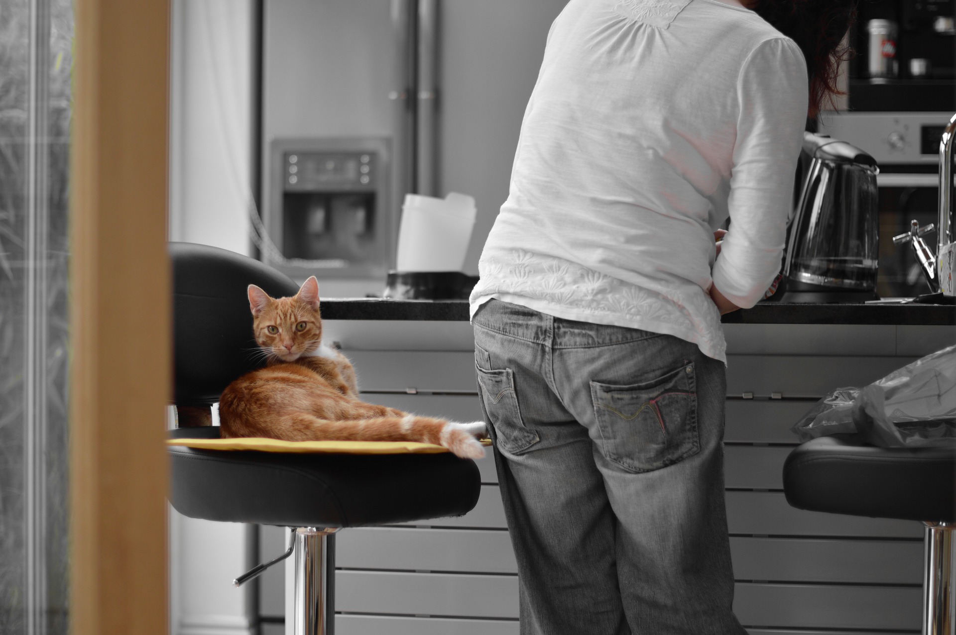 Quels types de compléments alimentaires peuvent être servis à un chat ?