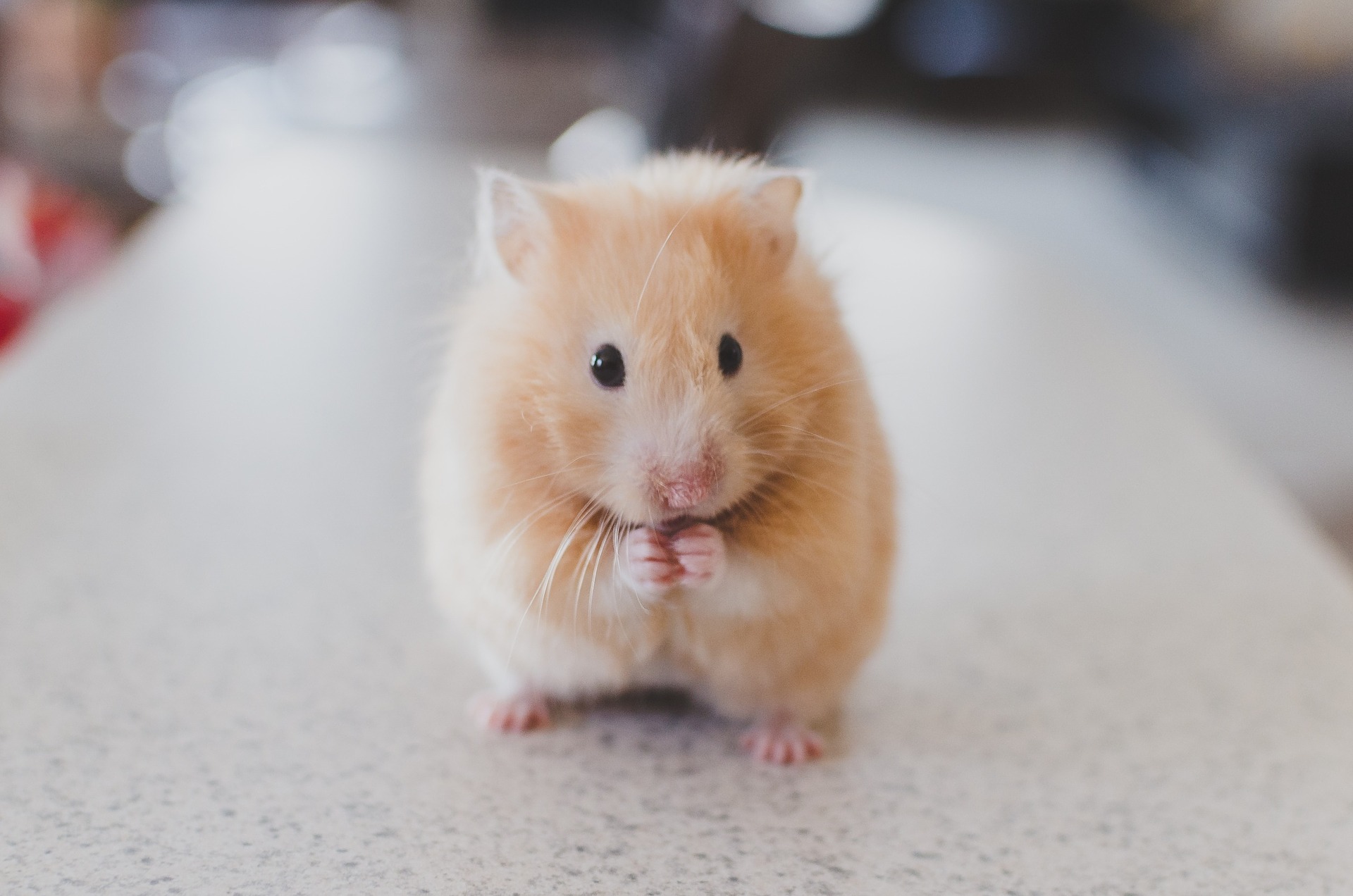 Les hamsters sont des animaux solitaires.