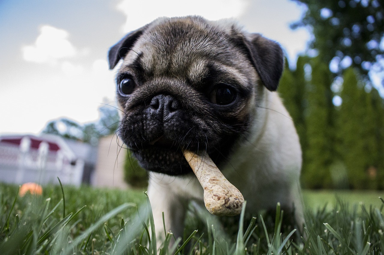 Allergie alimentaire canine - comment la diagnostiquer et la traiter
