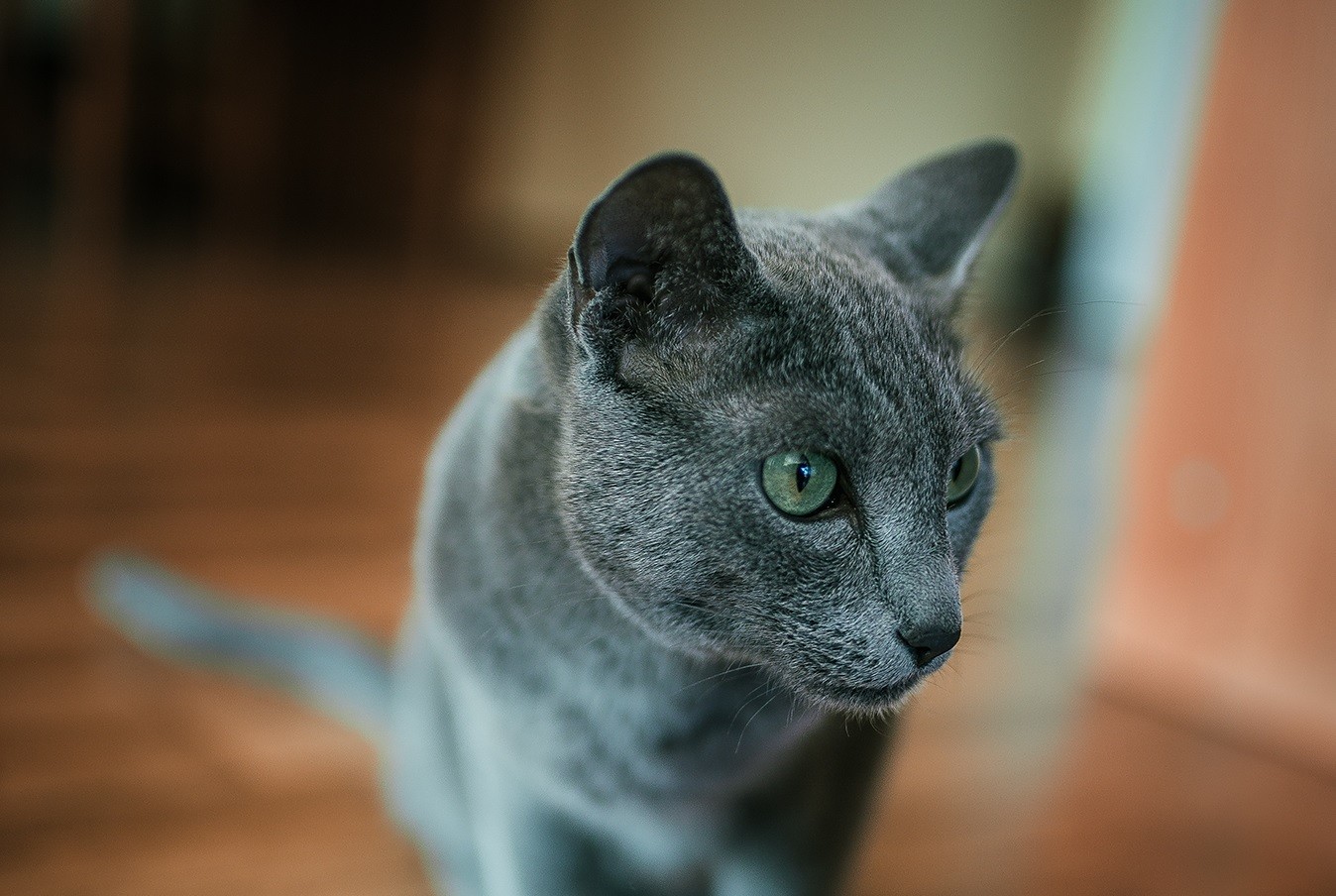 Encyclopédie féline : Chat bleu russe. Que sont les chats russes aux yeux verts ?