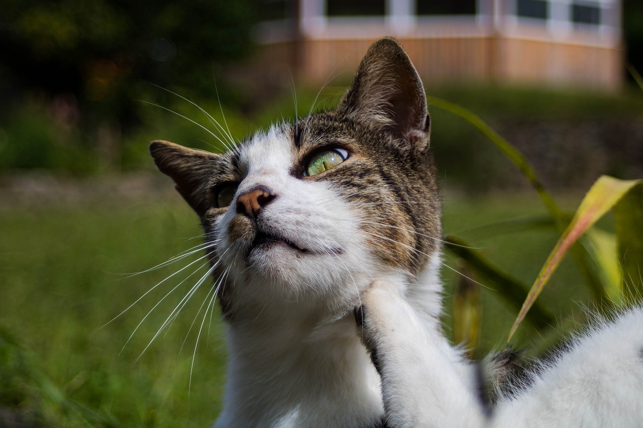 Les puces, les allergies et les dermatites peuvent être à l'origine des griffures du chat. Ne catégorisez pas toutes les griffures de chat comme une possibilité de puces.