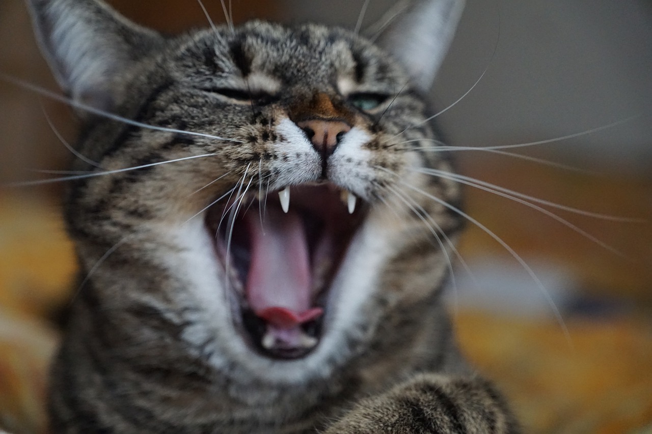 Pourquoi le chat fait-il du bruit la nuit, gratte-t-il les meubles ou s'installe-t-il en dehors de la litière ?