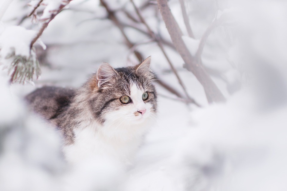 Comment prendre soin d'un chat en hiver ?