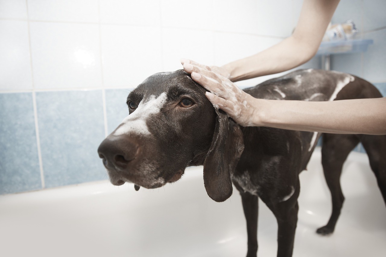 un chien prend son bain avec son maître