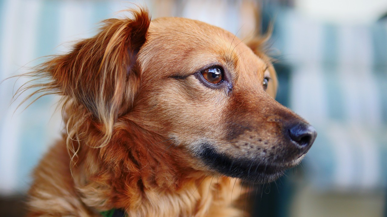 La parvovirose chez les chiens - Conseils du vétérinaire
