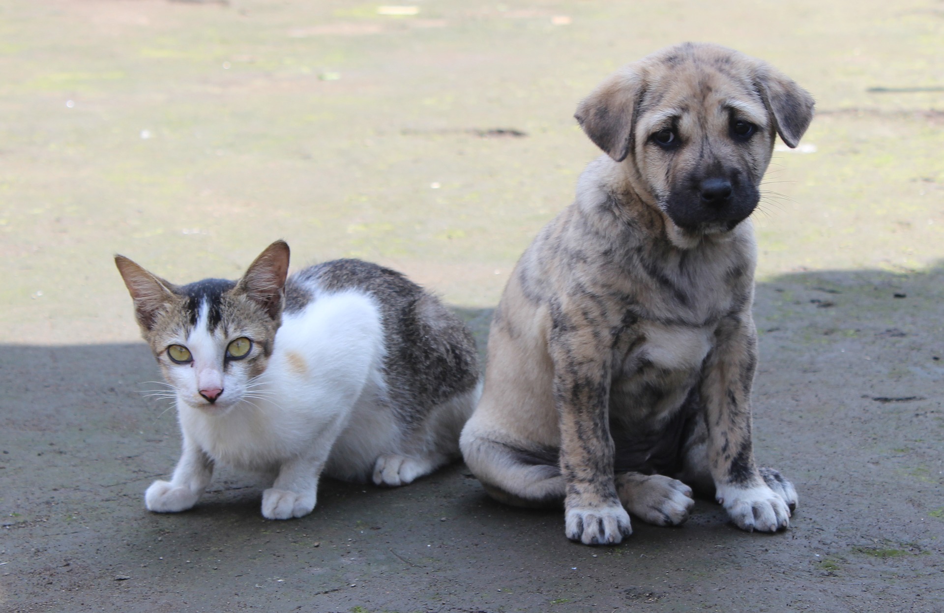 MICI (maladie inflammatoire de l'intestin) chez les chiens et les chats