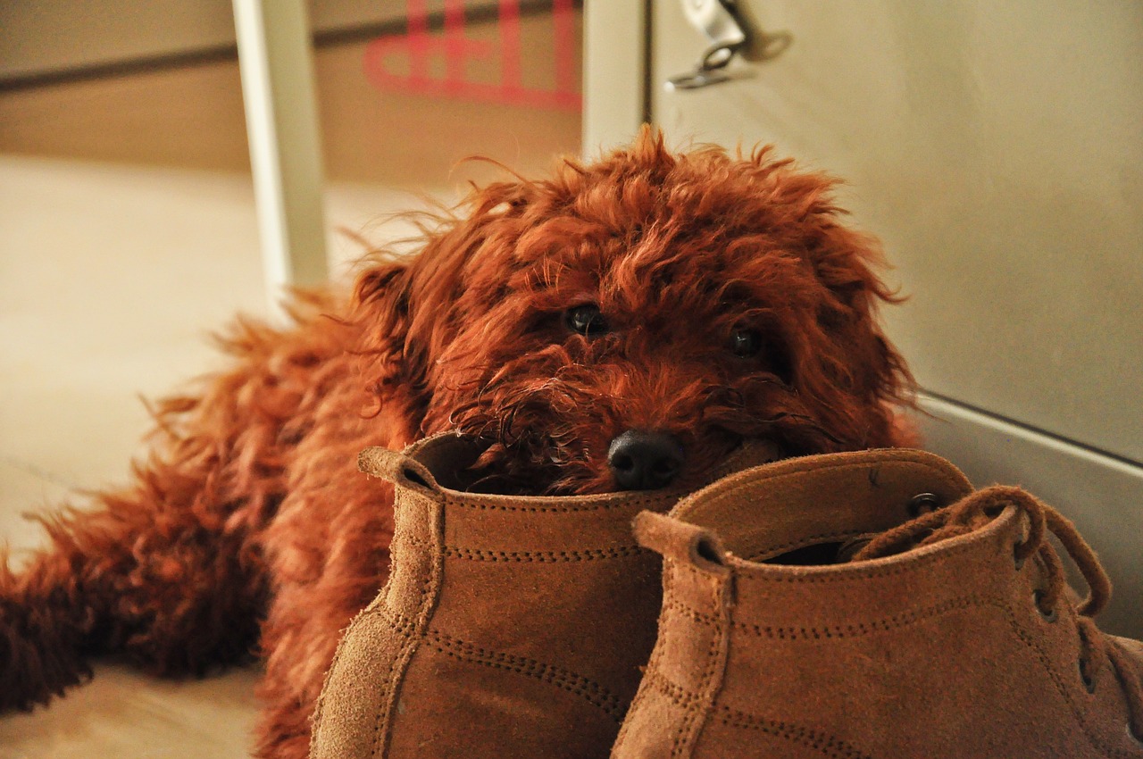5 raisons pour lesquelles votre chien mord les meubles (et bien d'autres choses)