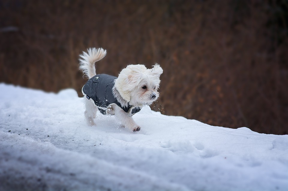 Promenades hivernales avec un chien - à quoi faut-il faire attention ?