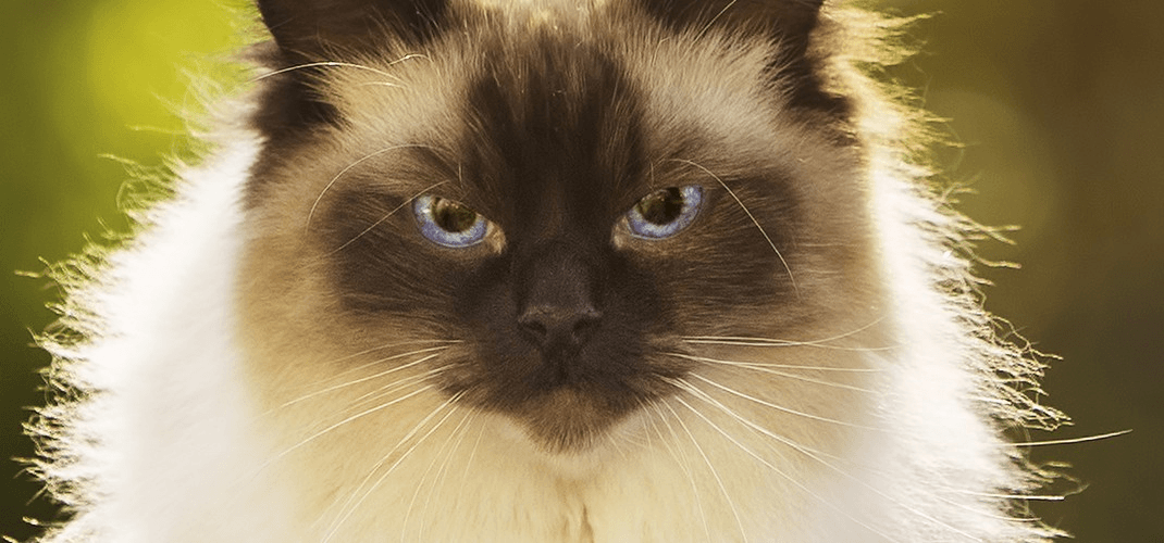 Encyclopédie des chats: le chat Ragdoll. Les ragdolls sont-ils les chats les plus mignons du monde ?