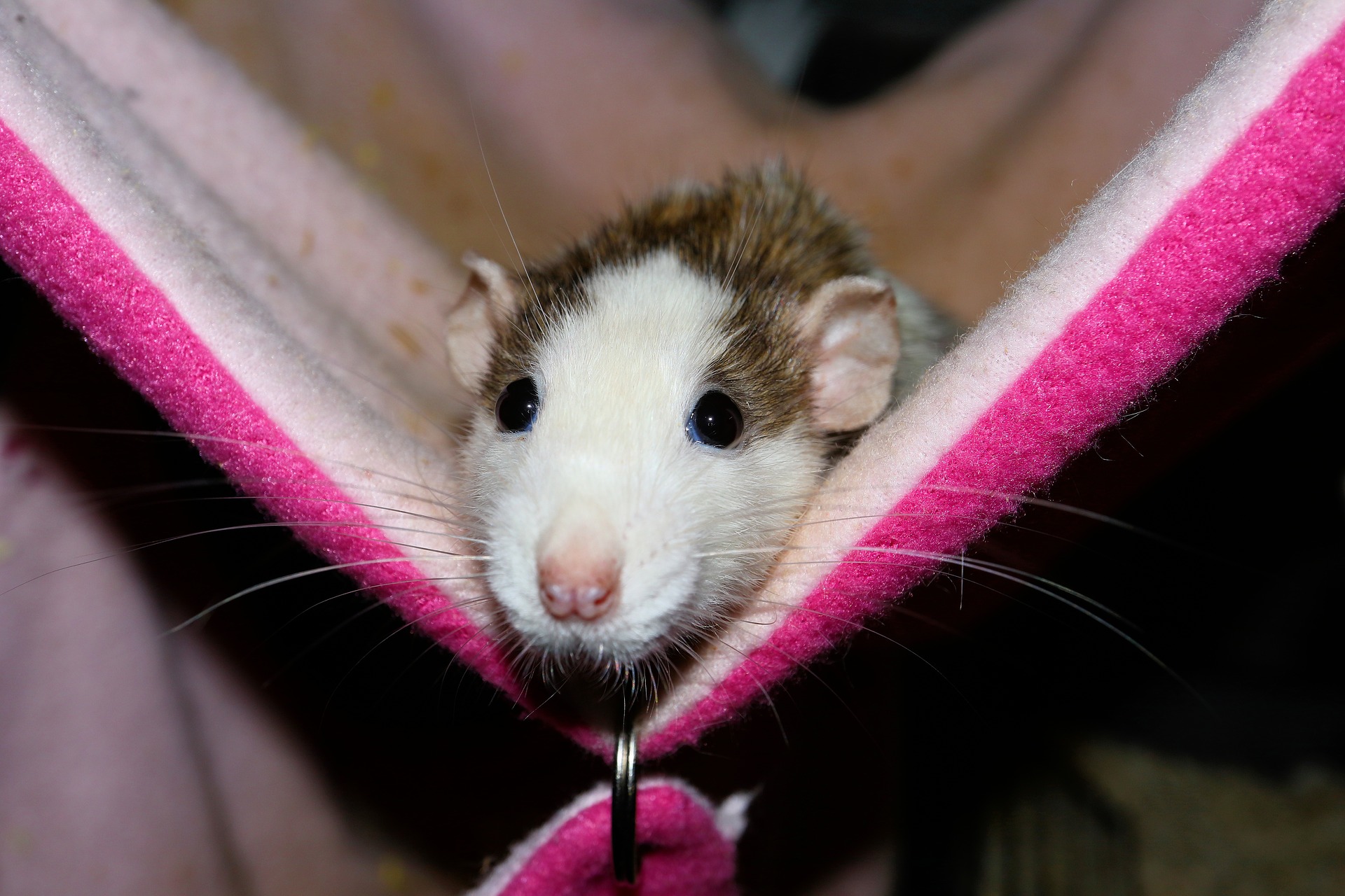 Maladies des rats, comment les reconnaître ?