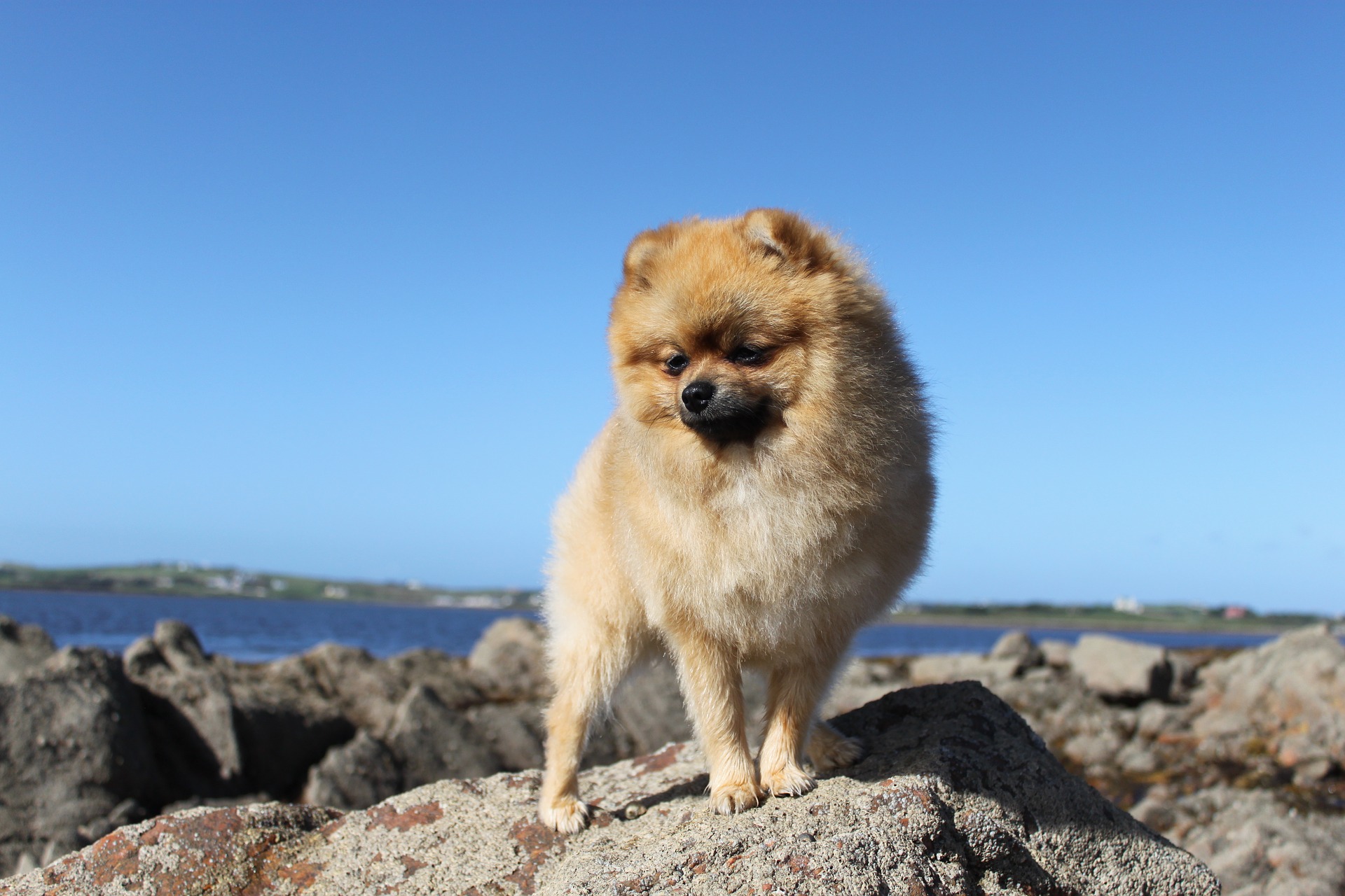 Spitz allemand miniature sur des rochers