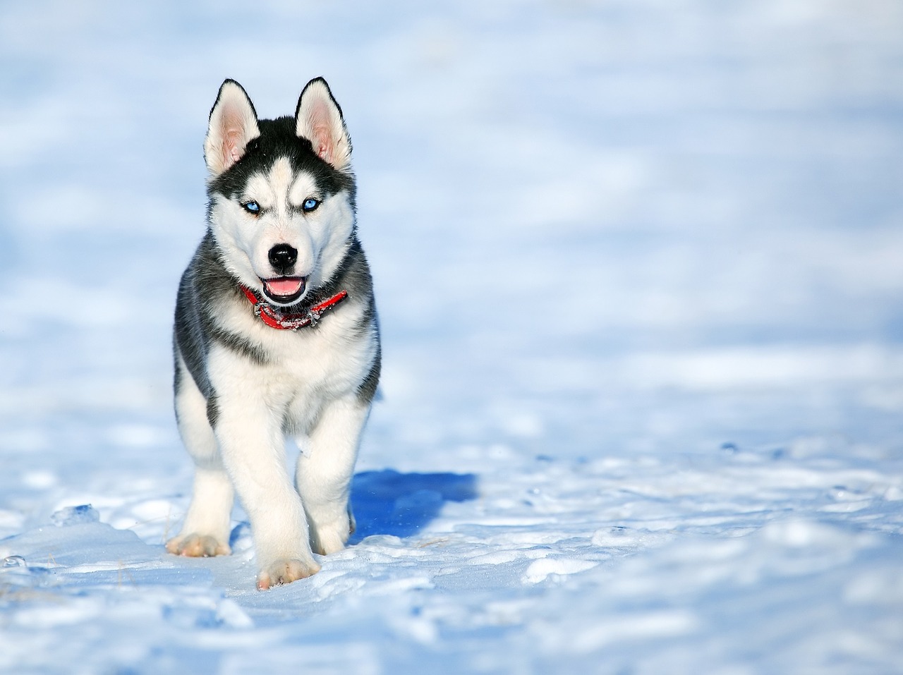 Encyclopédie canine : Husky sibérien