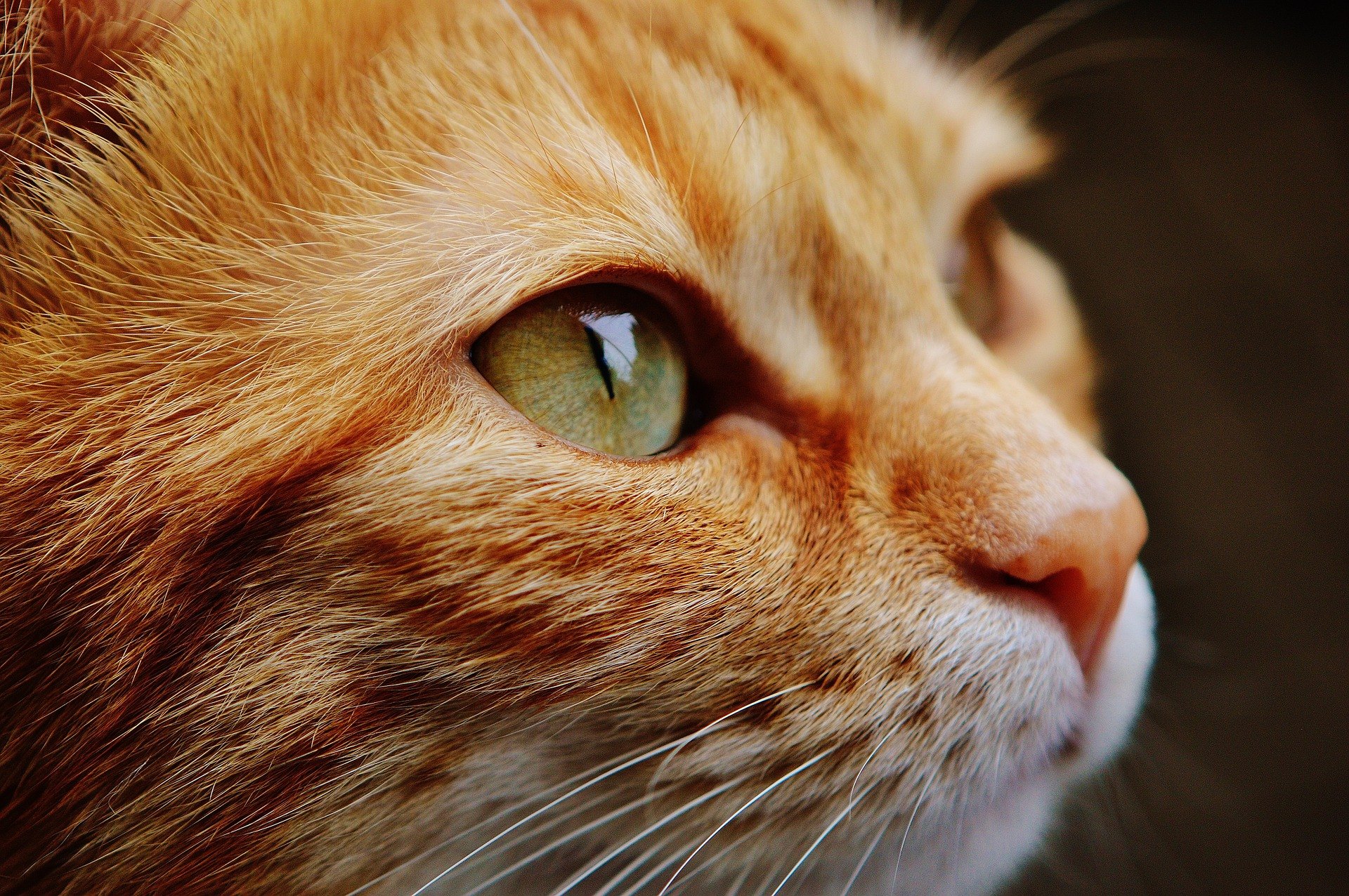 Les yeux des chats ont une structure assez développée, très différente de l'anatomie de l'œil humain.