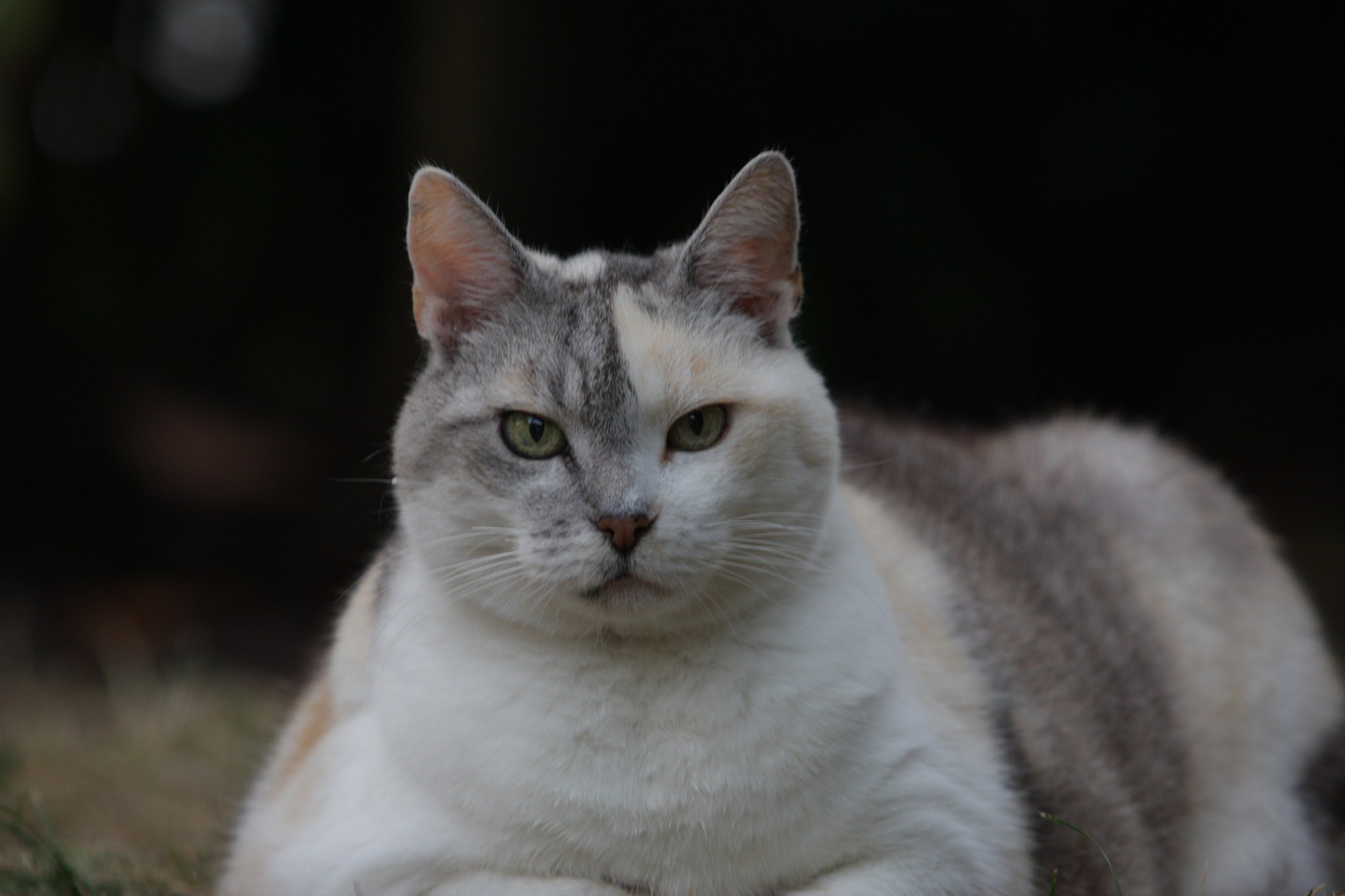 L'obésité chez un chat est souvent le résultat d'une faible activité et d'une mauvaise alimentation. Cet état est très dangereux.