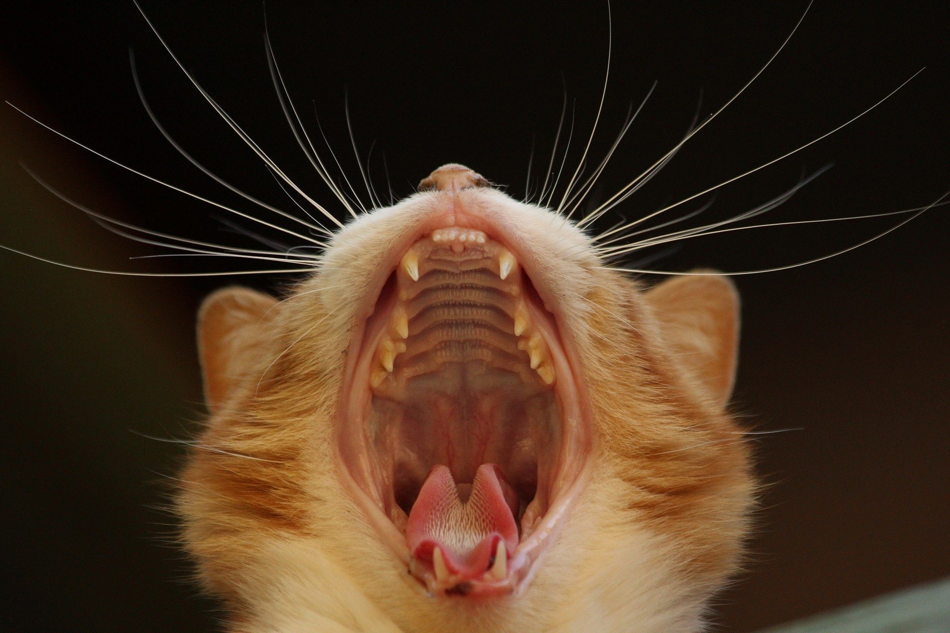 La gingivite chez un chat est souvent causée par la formation de tartre, mais elle peut être le résultat de maladies graves.