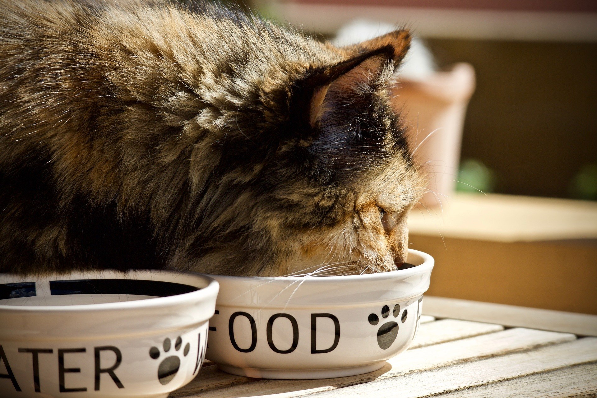 Comment nourrir un chat ? Plus d'un propriétaire concerné cherche la réponse à cette question. L'alimentation doit être adaptée à l'âge du chat.