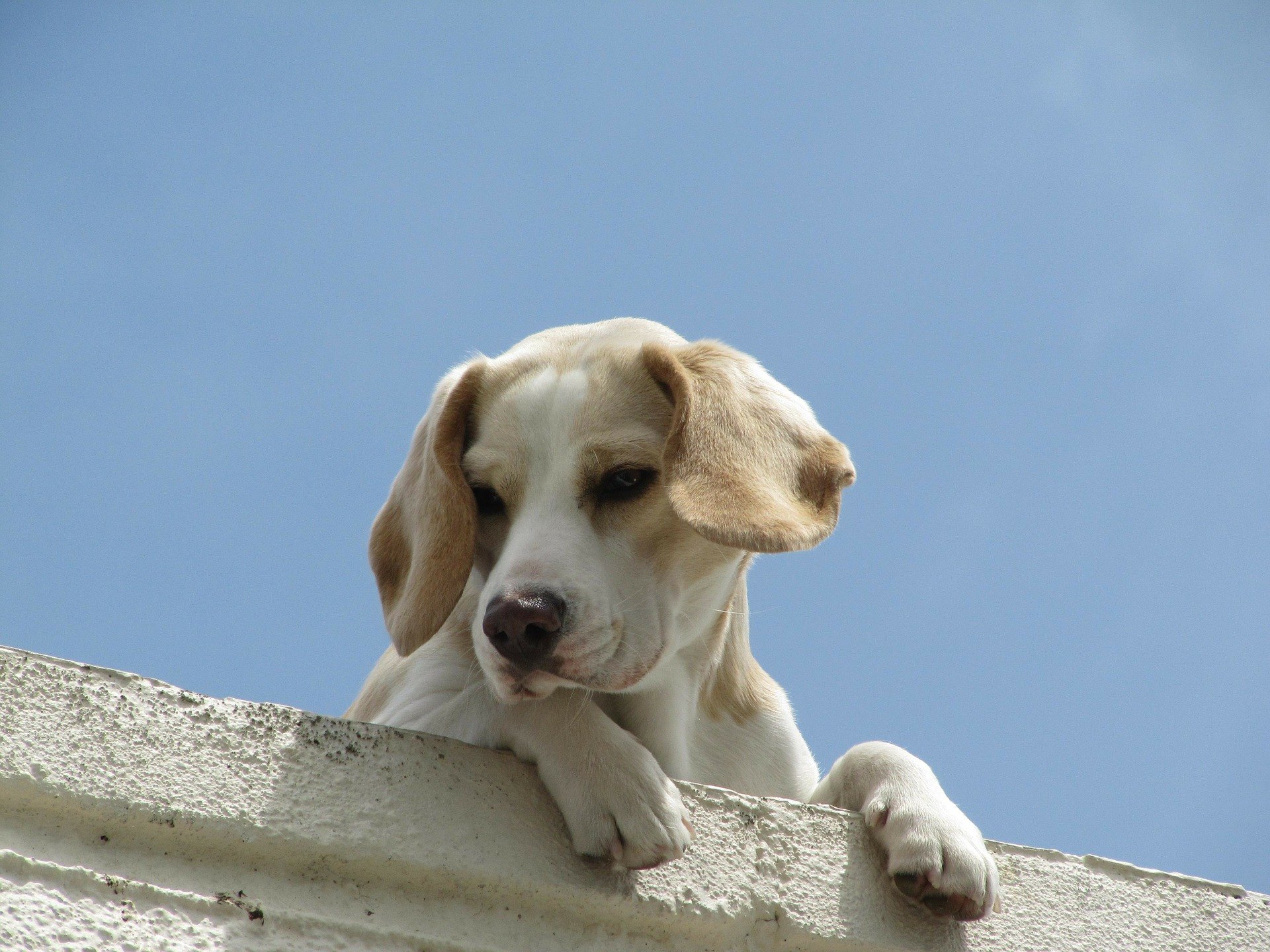 Que signifie la toux chez un chien ? Comment la traiter avec des remèdes maison ?
