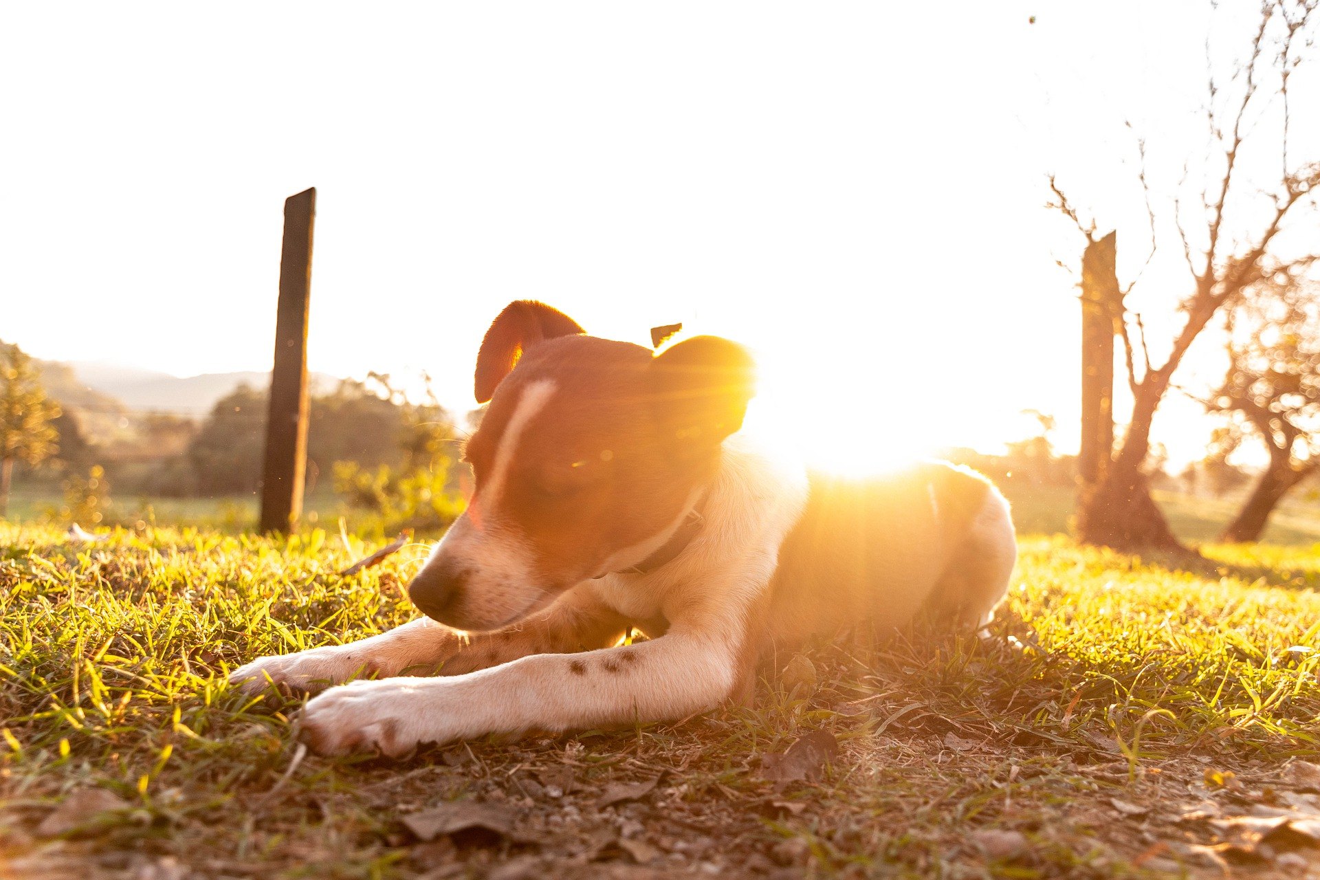 Lorsqu'il fait chaud, vous devez aider votre chien à se rafraîchir, notamment en lui donnant un accès permanent à de l'eau potable.