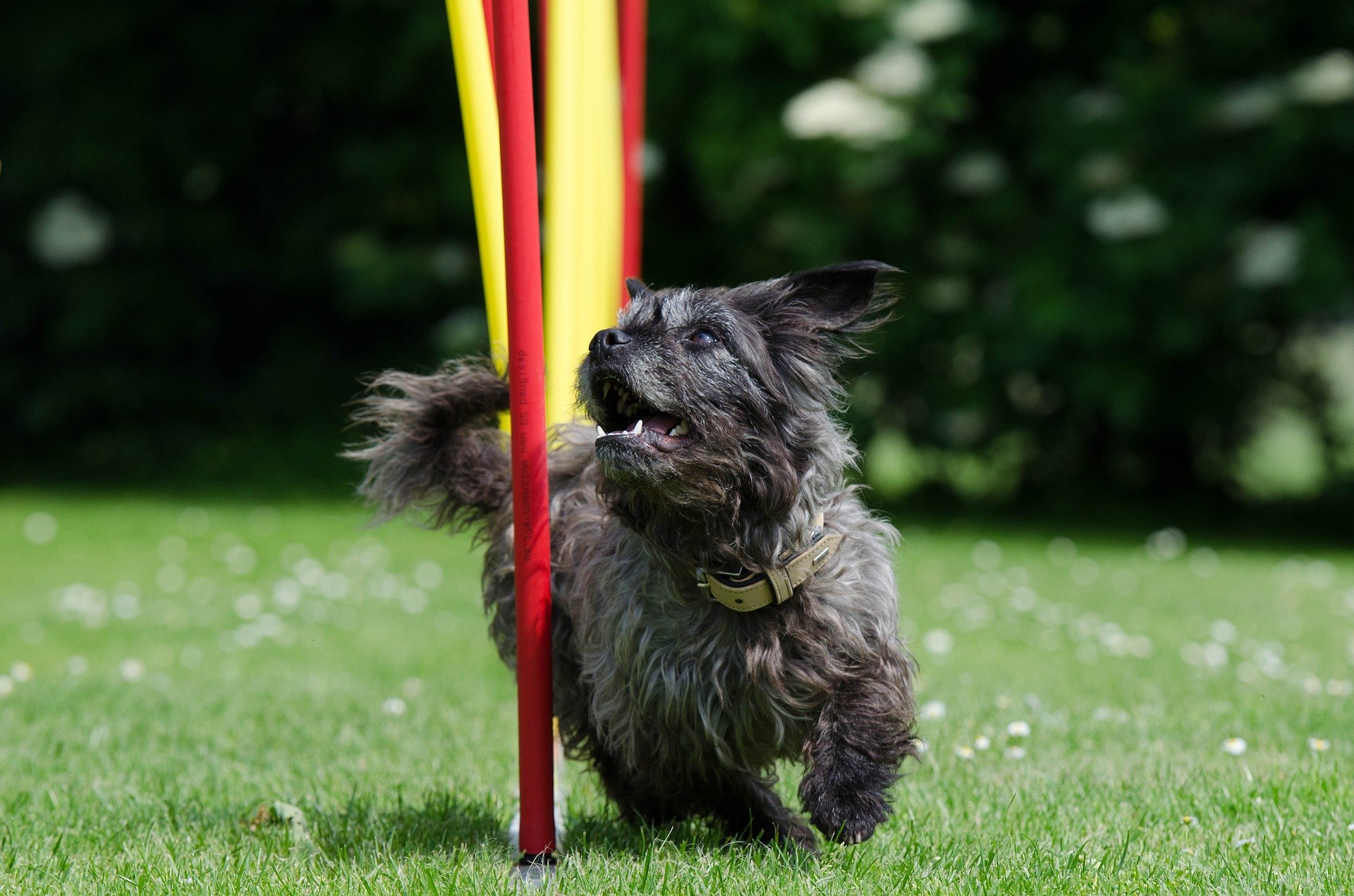 Une aire de jeux pour chiens est un lieu de grand divertissement où vous pouvez renforcer le lien entre le tuteur et l'animal.
