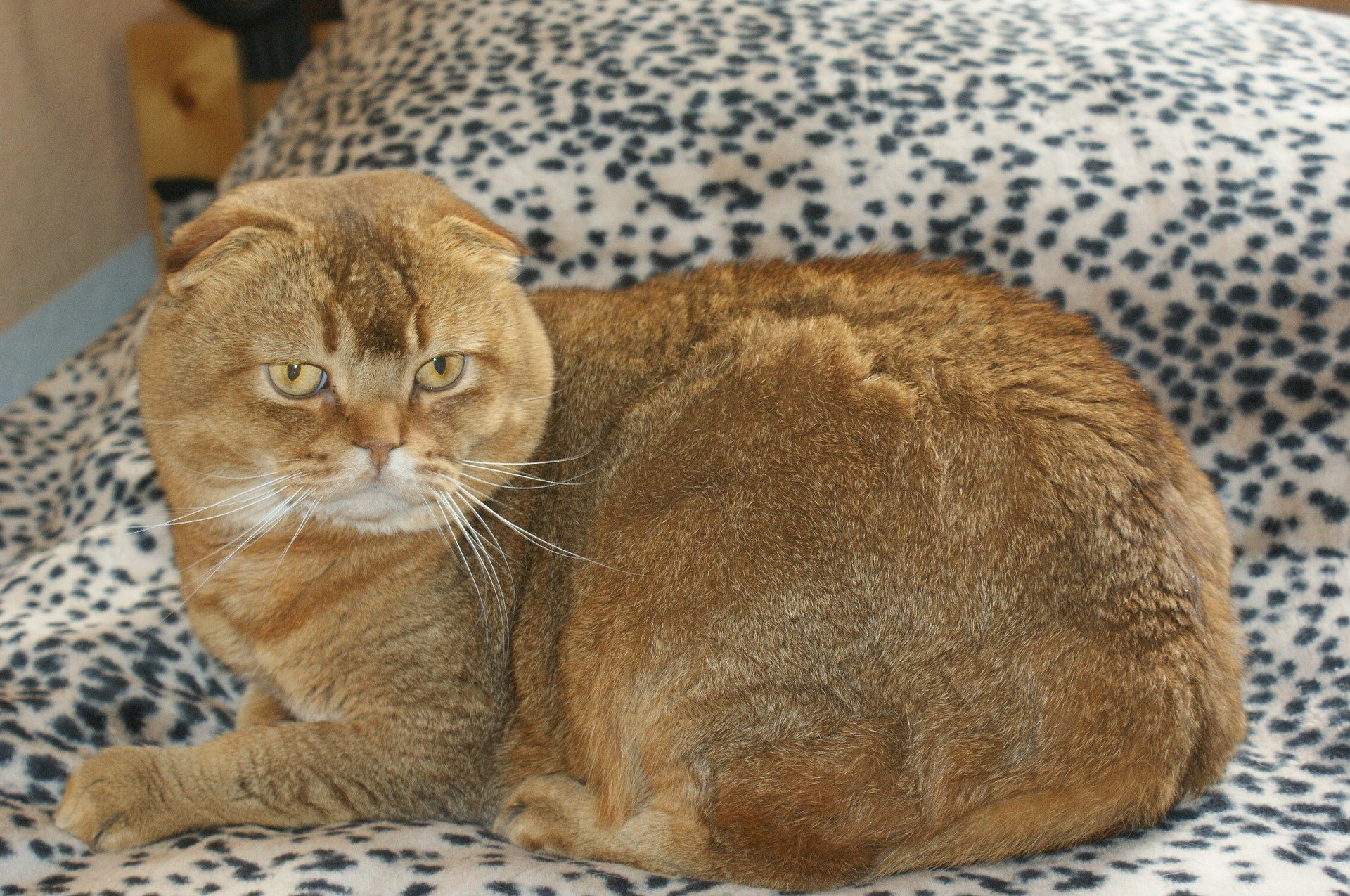 Le chat Scottish Fold est de taille moyenne et a des oreilles inhabituelles. Elles sont petites, arrondies et bien écartées.