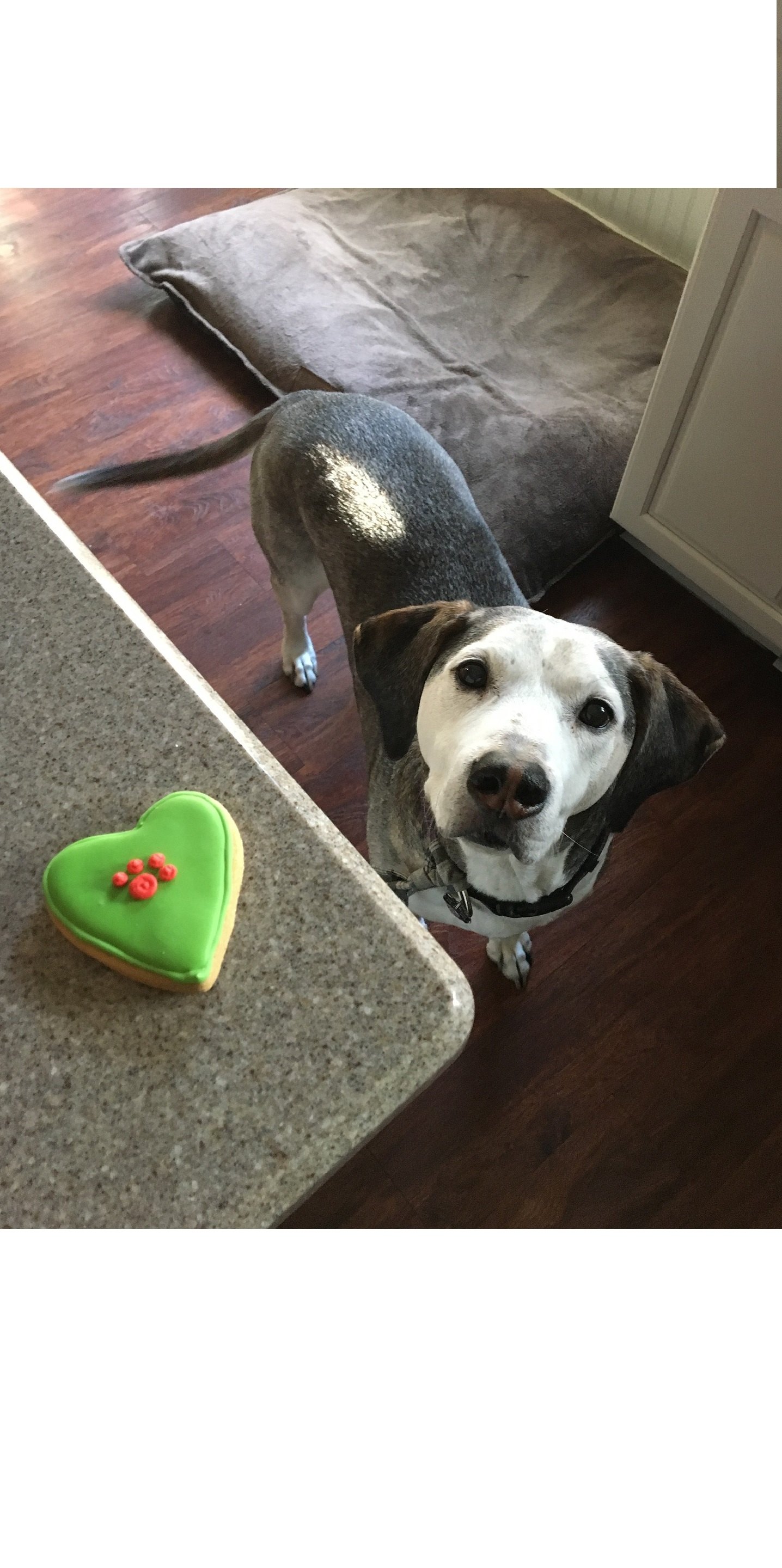 Un gâteau pour chien donne de l'éclat à l'anniversaire de votre animal de compagnie. C'est une façon de montrer de l'affection et de s'amuser.