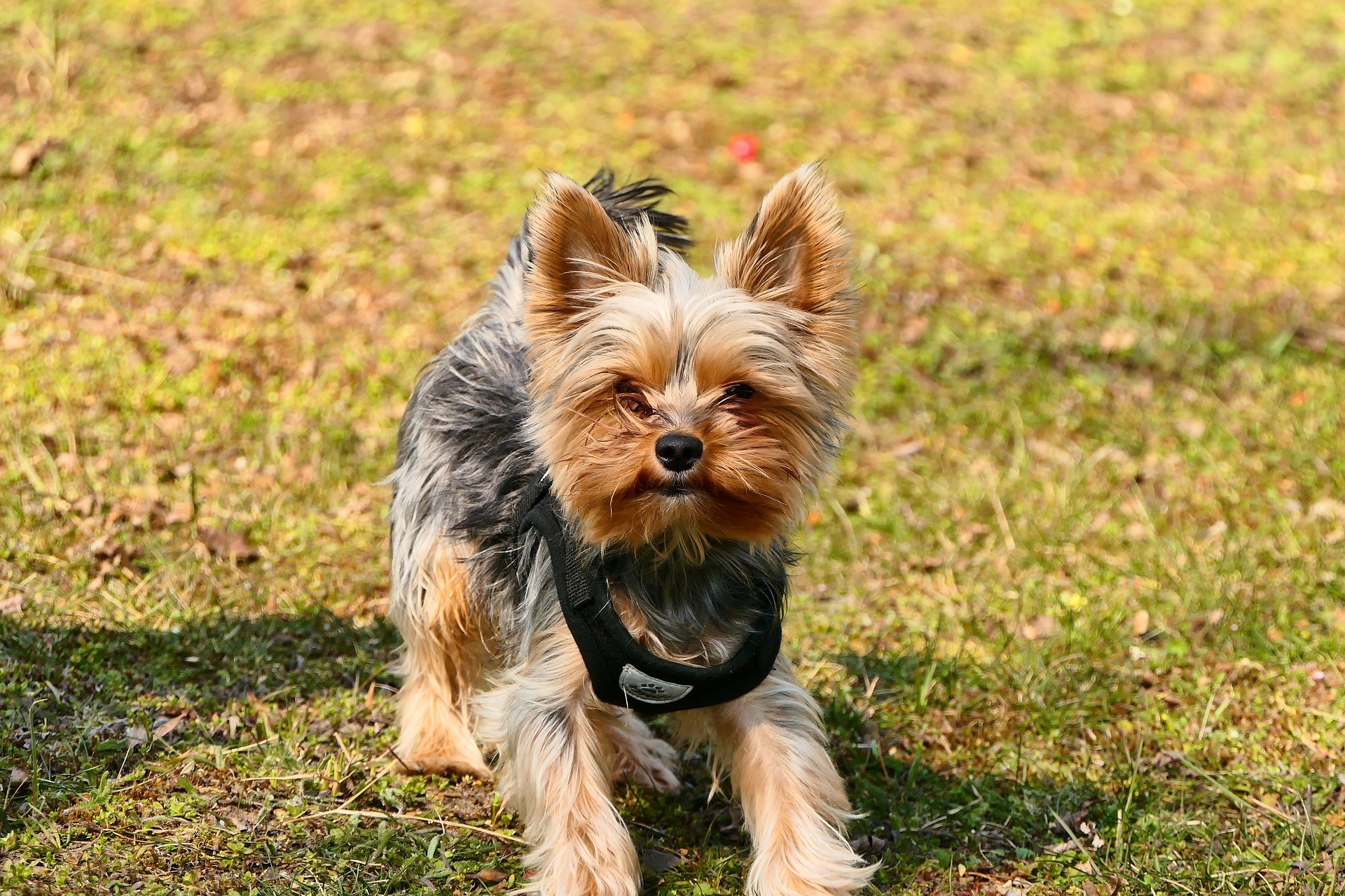 Un licol est une sorte de collier de serrage qui se fixe à la bouche d'un chien et qui influence le comportement du chien pendant l'entraînement.