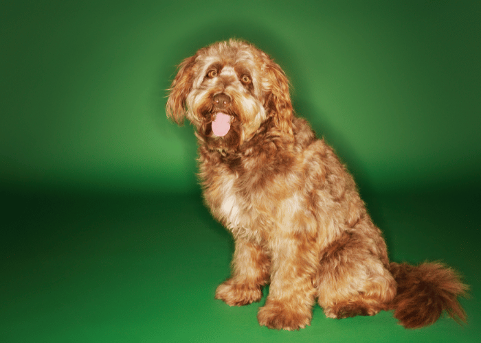 Chiot d'un chien Otterhount.