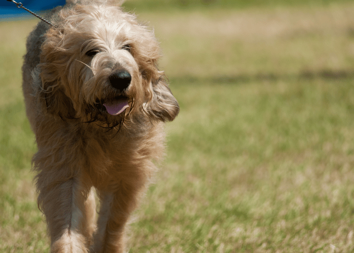 Un chien au pelage bouclé déambule dans un champ verdoyant, savourant sa promenade en toute liberté. 