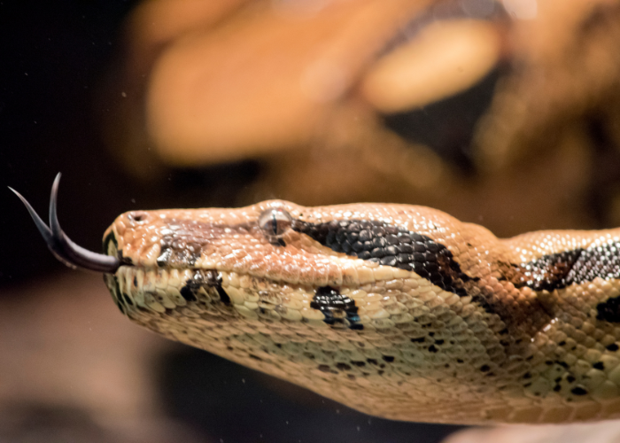 Un boa constricteur aux teintes brunes et crème fixe l’objectif d’un regard perçant, langue bifide déployée, capturant toute la majesté reptilienne dans un instant de tension silencieuse.