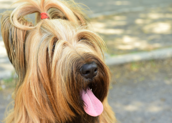 Chien de berger francais briard, avec un queu de cheval sur la tête.