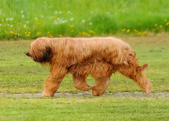Briard en train de courir.