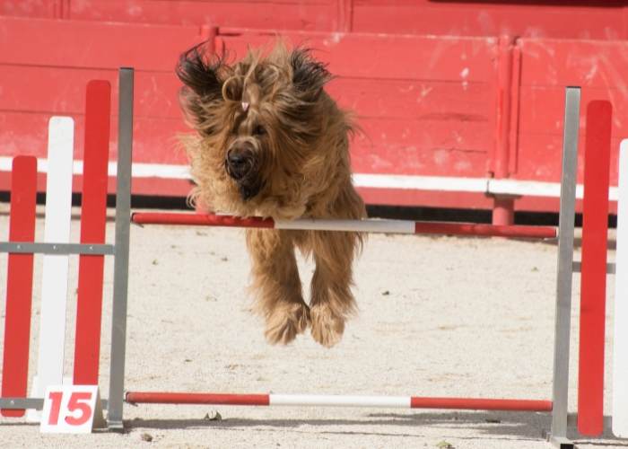 Un chien de berger français briard en agility.