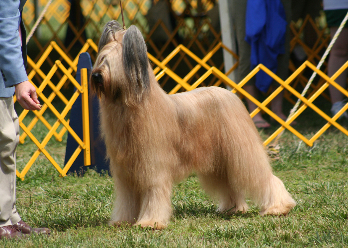 Un chien de berger français briard lors d'une exposition canine.