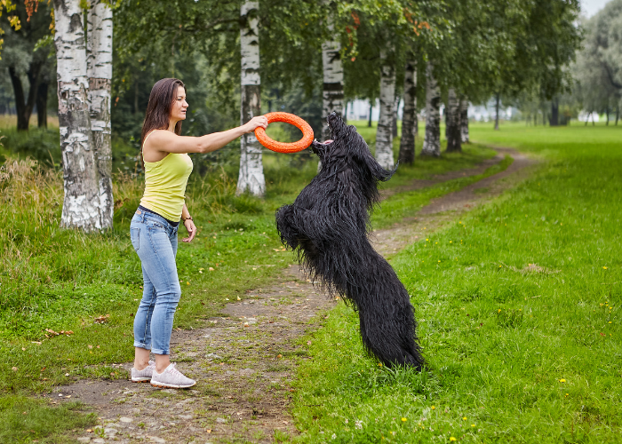 Un chien de berger français briard noir, qui joue avec l'anneau.