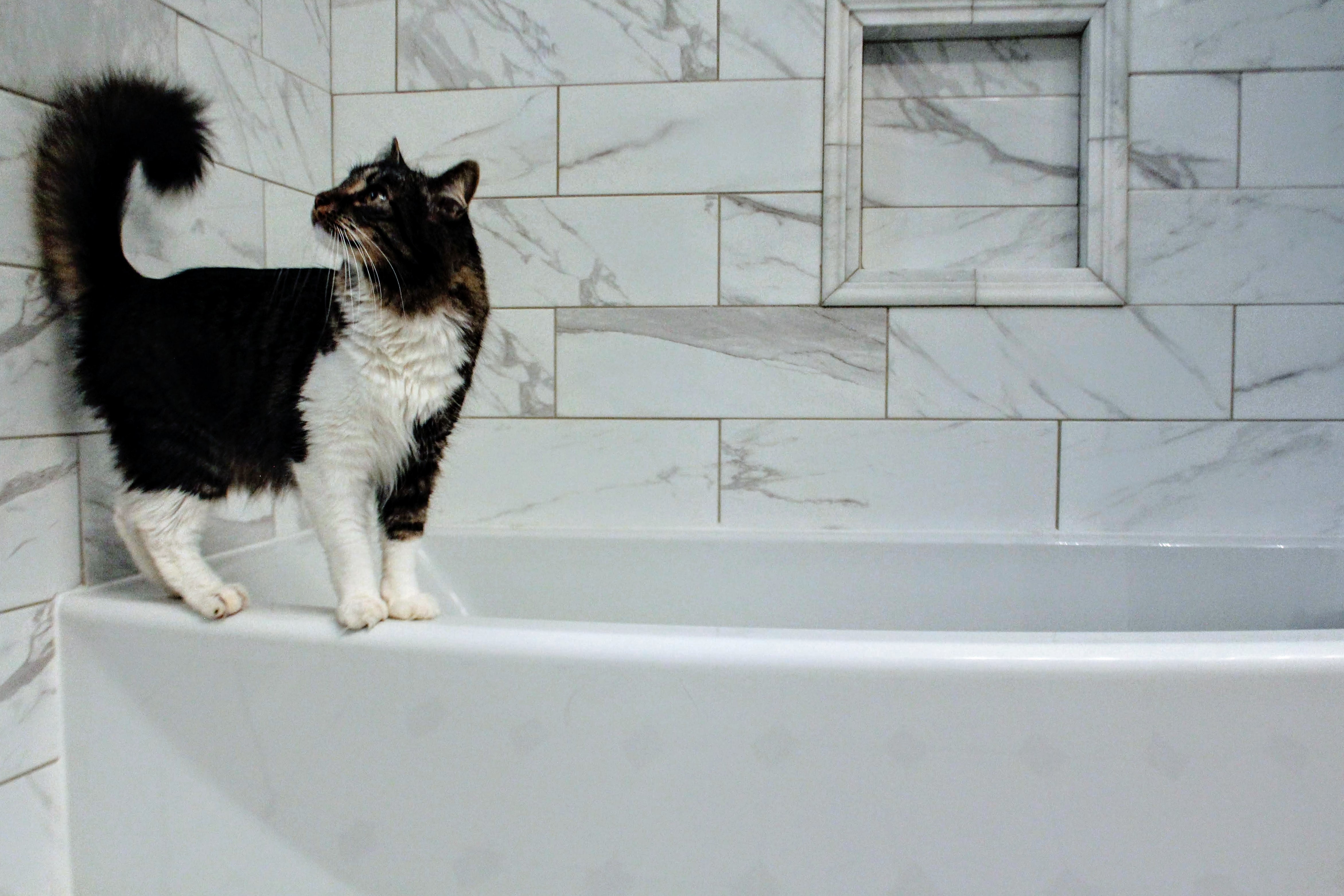 Chat dans une salle de bain.