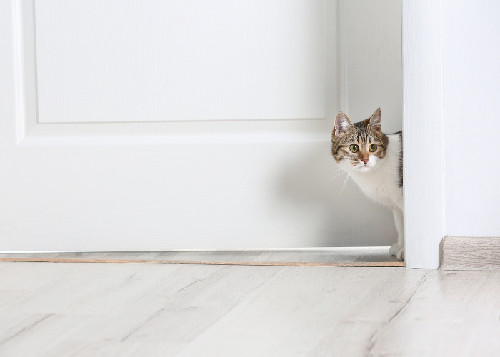 Le chat veut sortir.