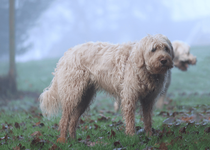 Un chien hirsute se tient dans la brume matinale, enveloppé d’un calme mystérieux parmi les feuilles tombées.