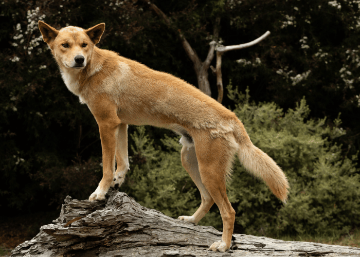 Chien dingo.