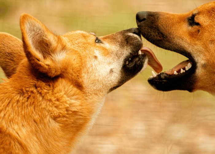 Deux chiens interagissent affectueusement, renforçant leurs liens sociaux par un geste de léchage.