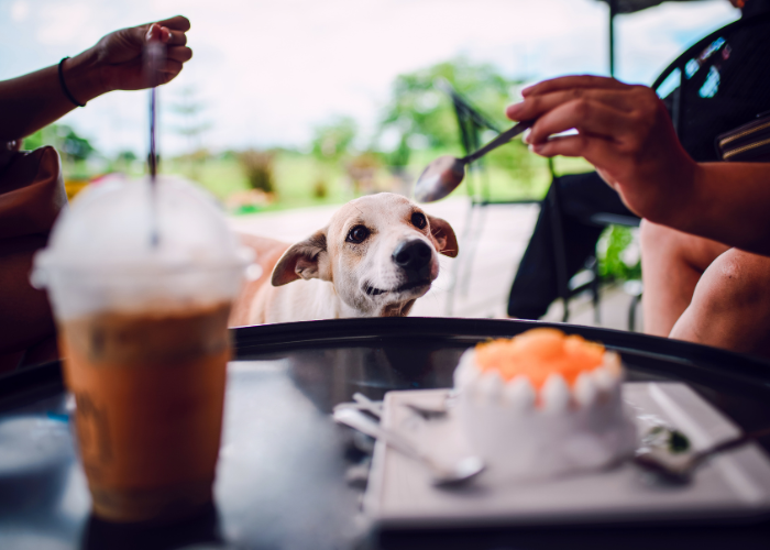 Est-ce que le chien peut manger du chocolat? Absolument pas!