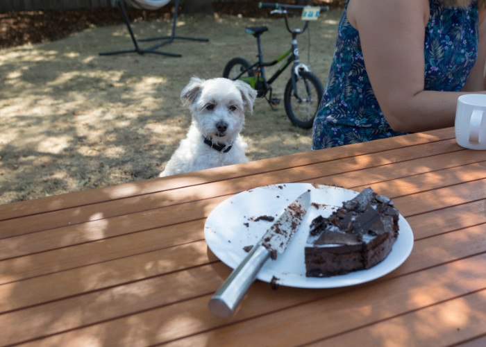 Quoi faire quand votre chien a mangé du chocolat.