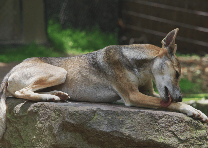 Dingo australien.