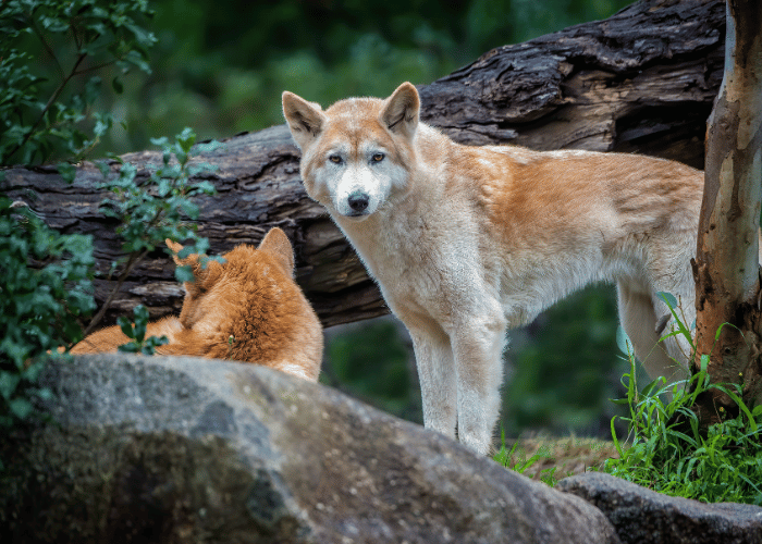 Deux dingos dans leur habitat naturel, l’un debout en alerte pendant que l’autre se repose, illustrant le comportement sauvage et l’environnement des canidés australiens.