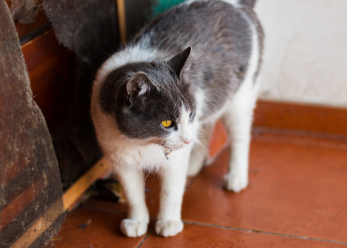 Comment dissuader le chat de sortir? 