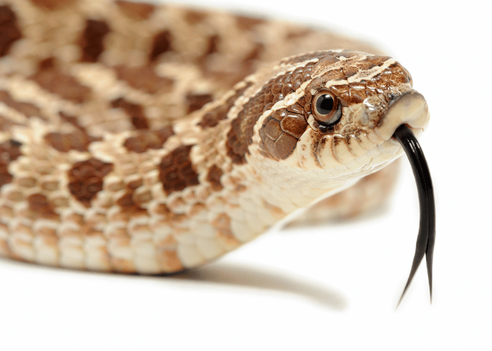 Serpet Heterodon